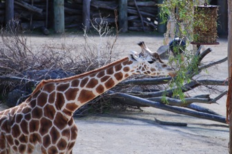 Auckland Zoo 2022 -7